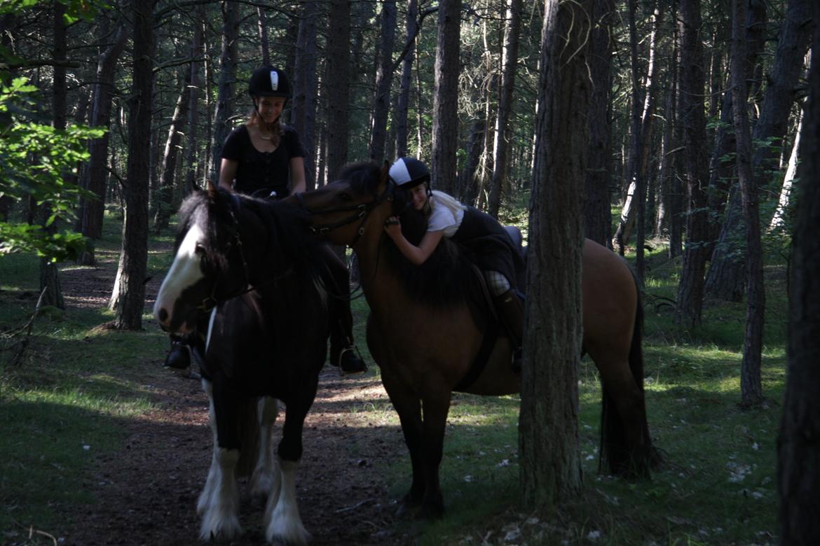 Highland Pony Moss-Side Harvey - Ride tur i skoven (Bornholm) billede 4