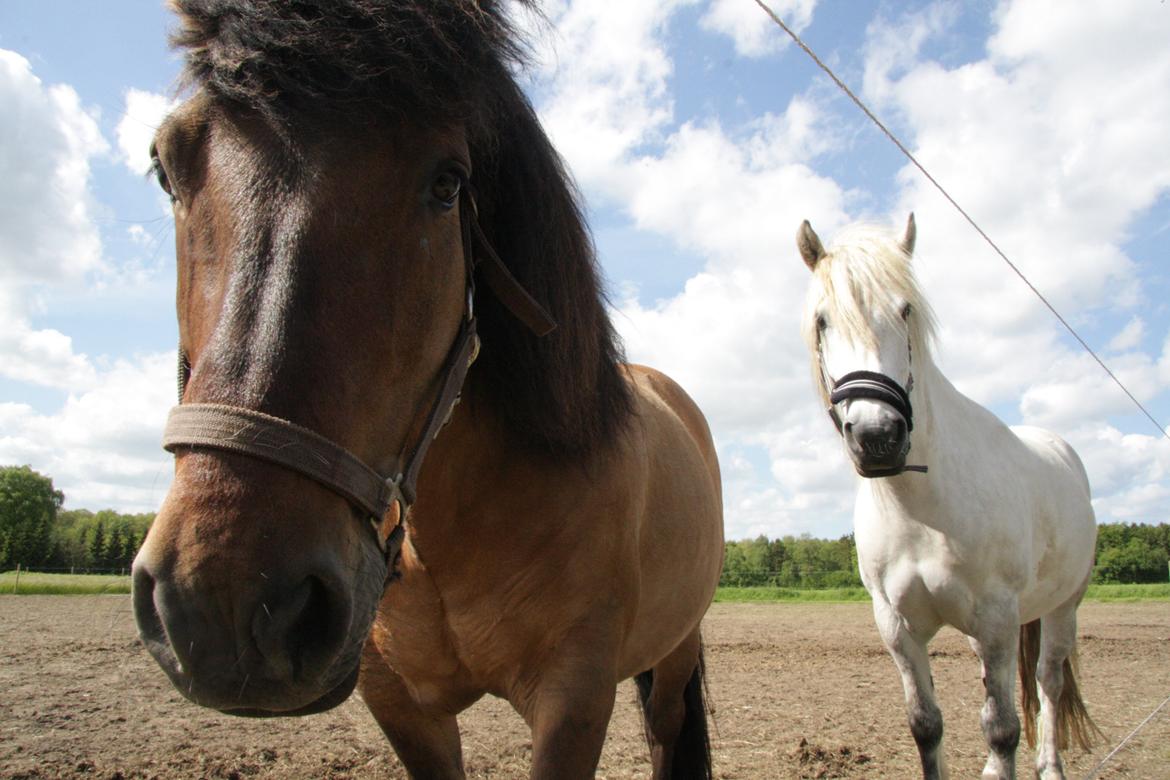 Highland Pony Moss-Side Harvey billede 5