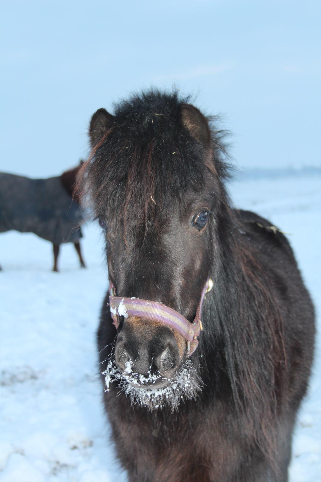 Belgisk Miniature Kogsbølle Pepsi Light billede 8