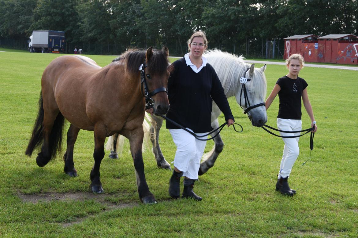 Highland Pony Moss-Side Harvey - Storehestedag 2008 billede 7