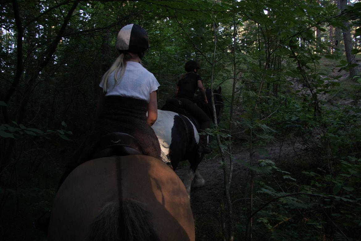 Highland Pony Moss-Side Harvey - Harveys gennemgående ål billede 10