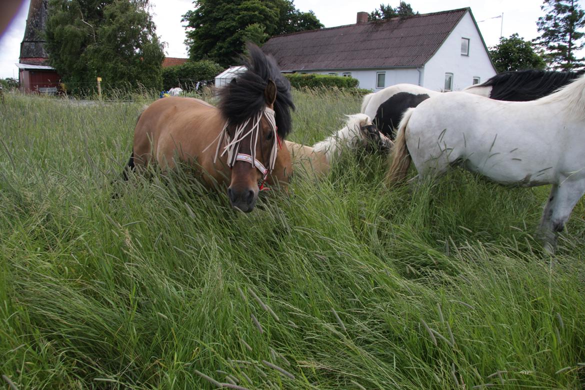 Highland Pony Moss-Side Harvey billede 11