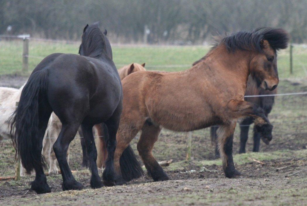Highland Pony Moss-Side Harvey billede 12