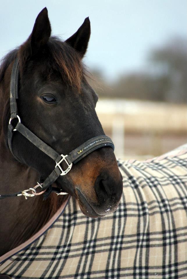Anden særlig race Mondi billede 4