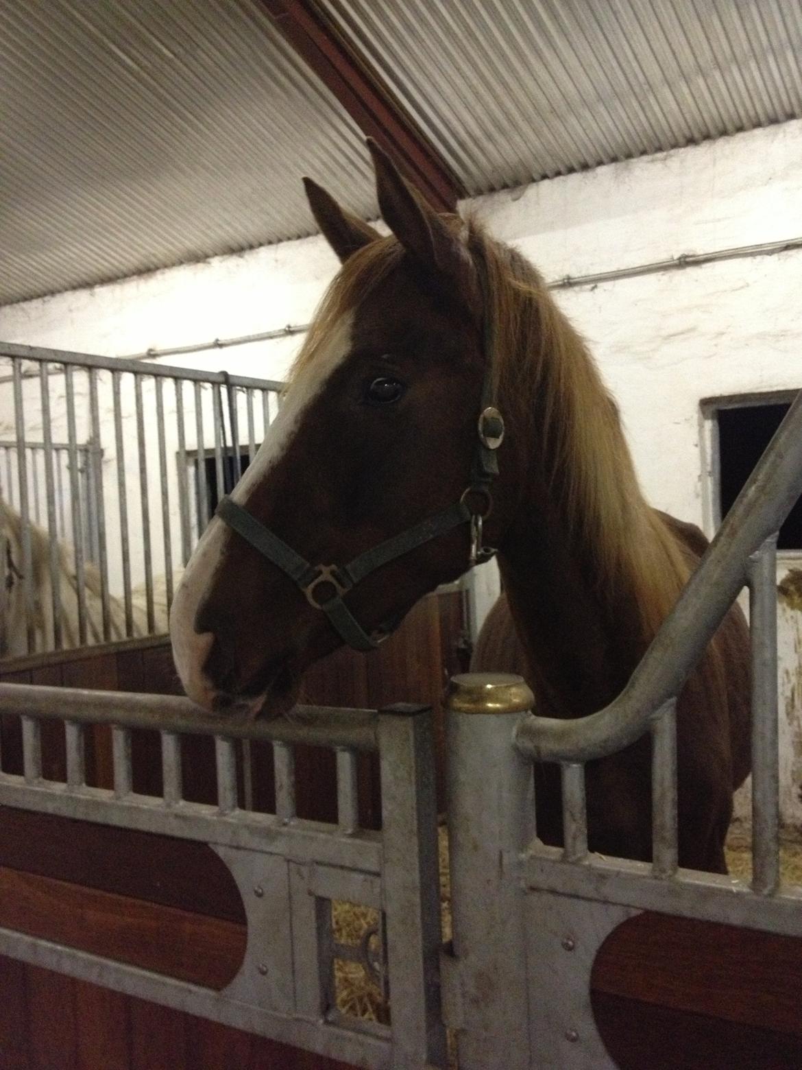 Dansk Varmblod Dalvangs Duchess billede 6