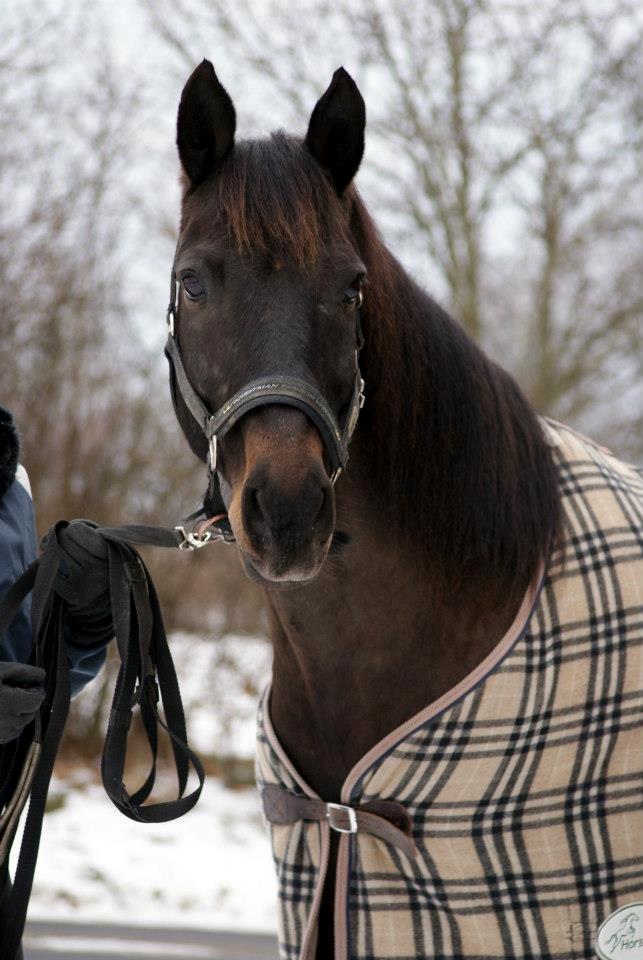 Anden særlig race Mondi billede 2