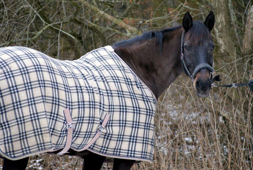 Anden særlig race Mondi billede 3