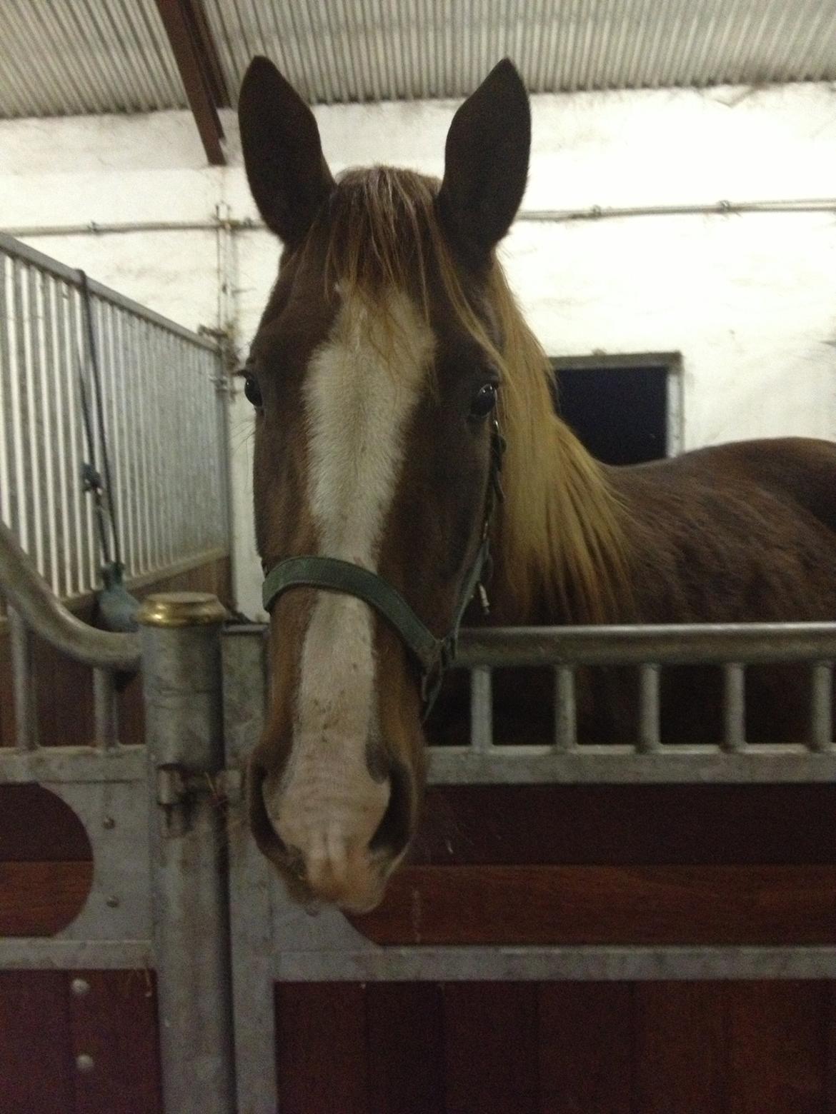 Dansk Varmblod Dalvangs Duchess billede 7