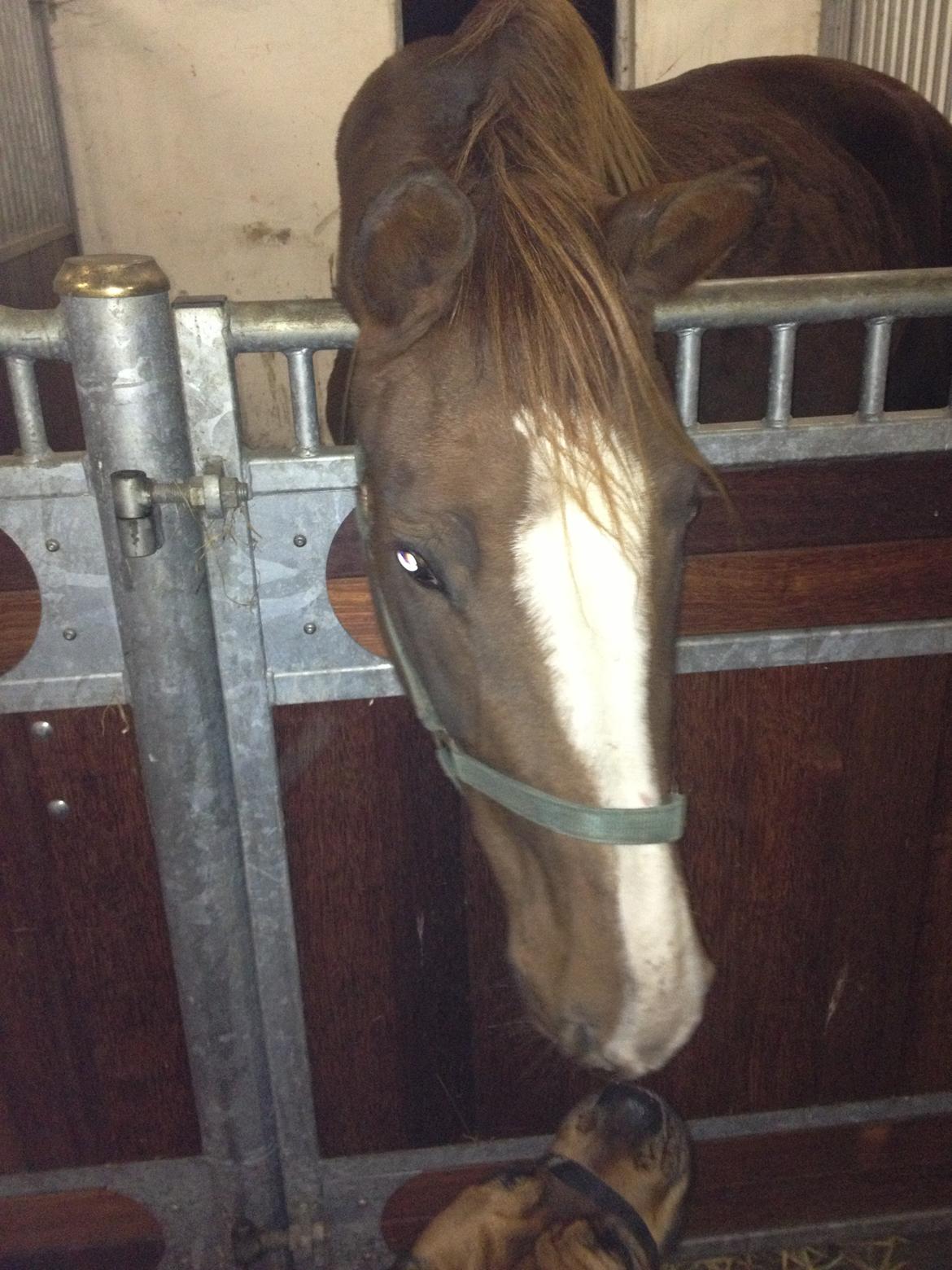 Dansk Varmblod Dalvangs Duchess billede 5