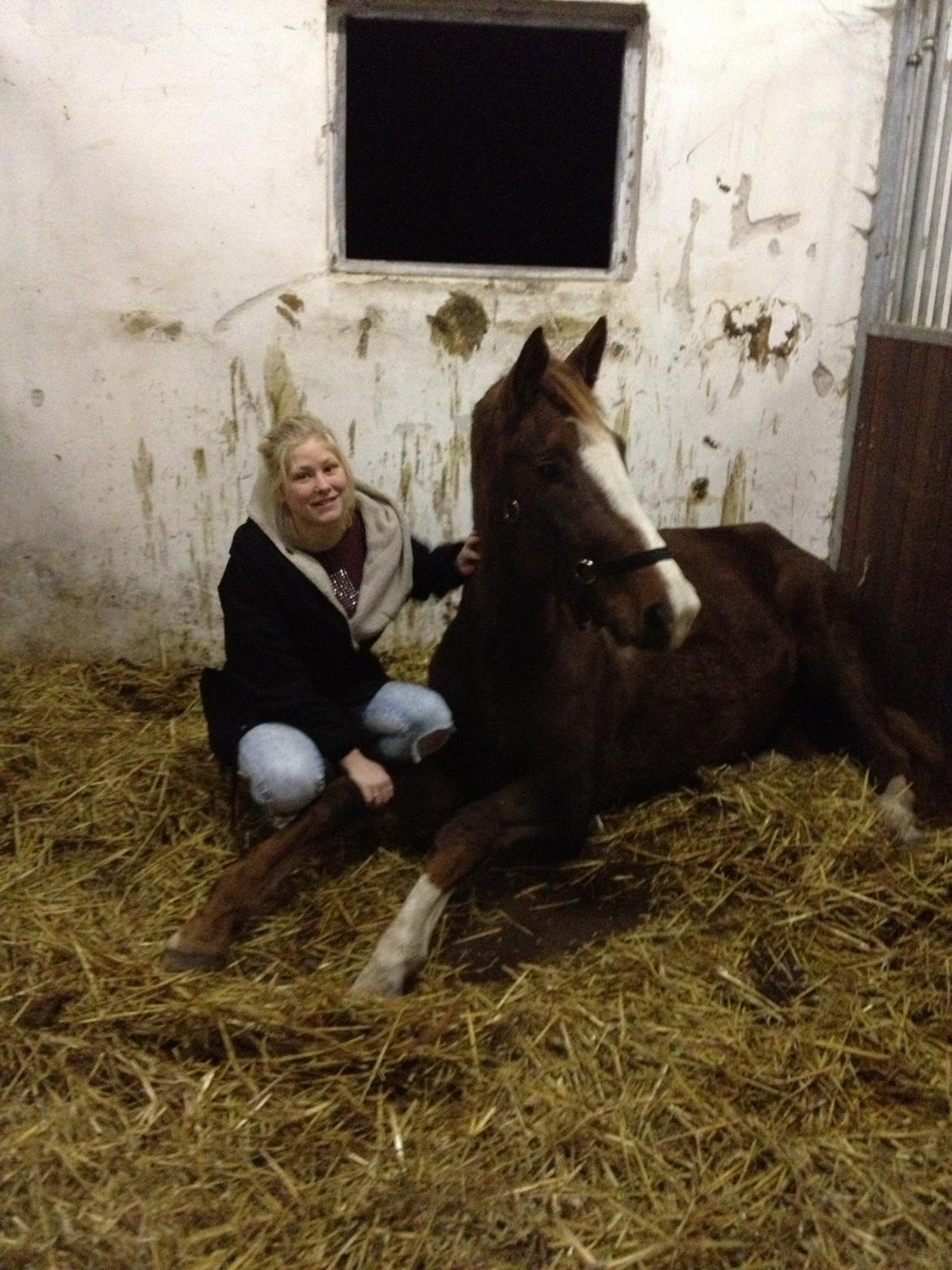 Dansk Varmblod Dalvangs Duchess billede 8