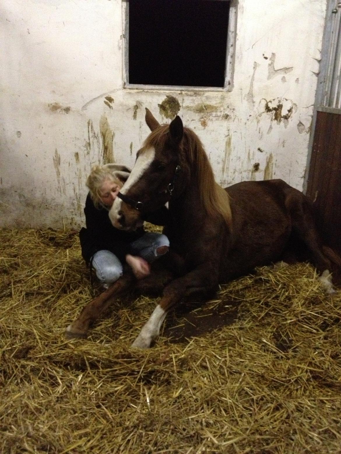 Dansk Varmblod Dalvangs Duchess billede 9