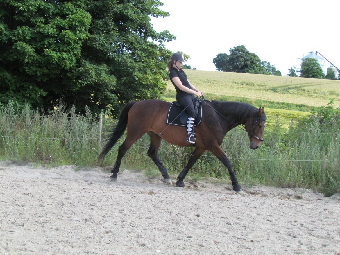 Dansk Varmblod Mergelgårdens Zeon billede 14