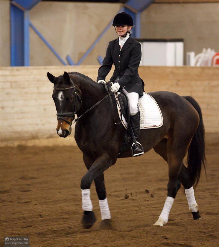 Dansk Varmblod Camille<3 billede 13