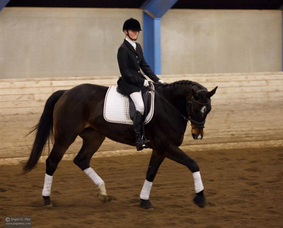 Dansk Varmblod Camille<3 billede 14