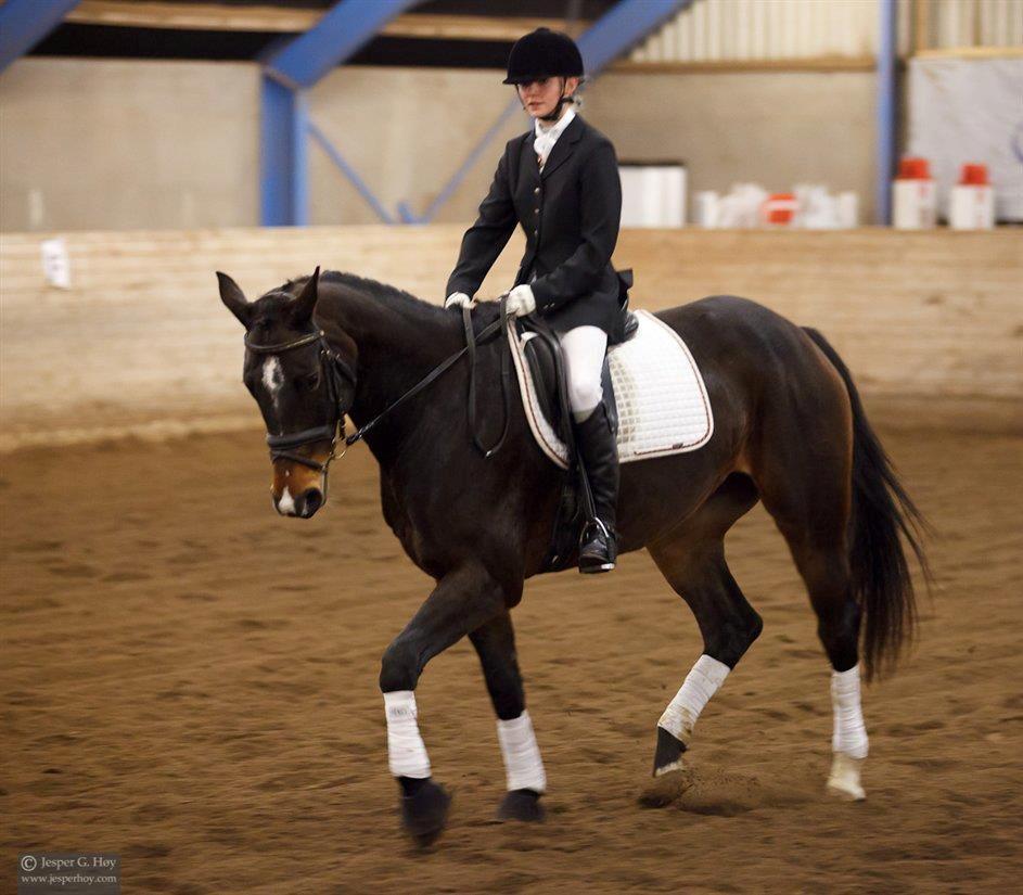 Dansk Varmblod Camille<3 billede 15