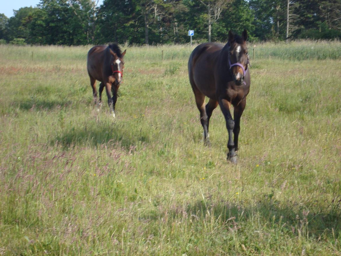 Dansk Varmblod Camille<3 - Clio og Camille på sommerfolden  billede 16