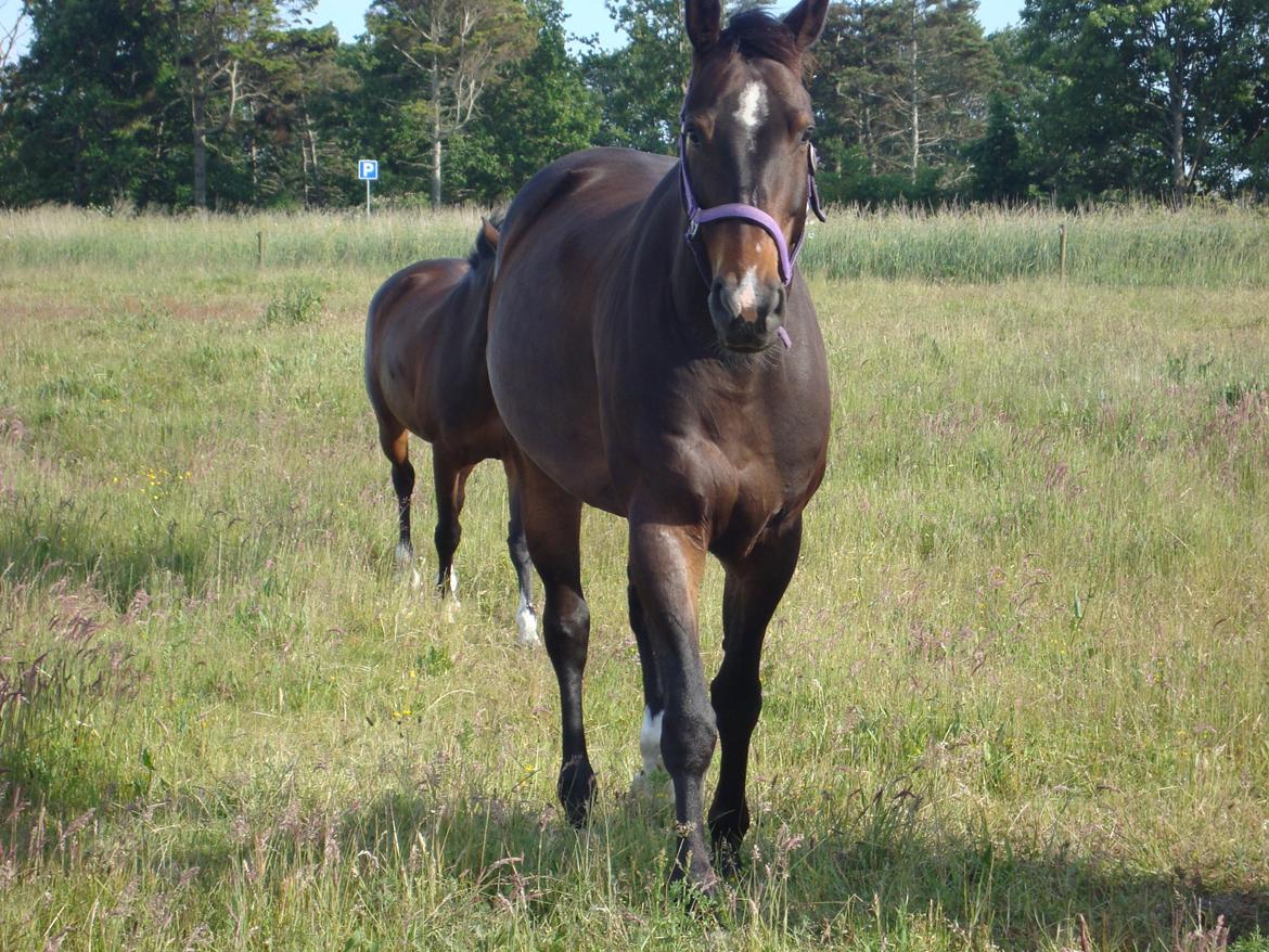 Dansk Varmblod Camille<3 billede 17