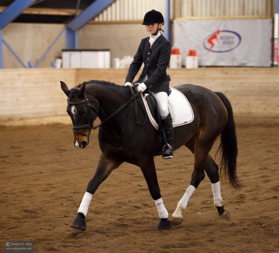 Dansk Varmblod Camille<3 billede 18