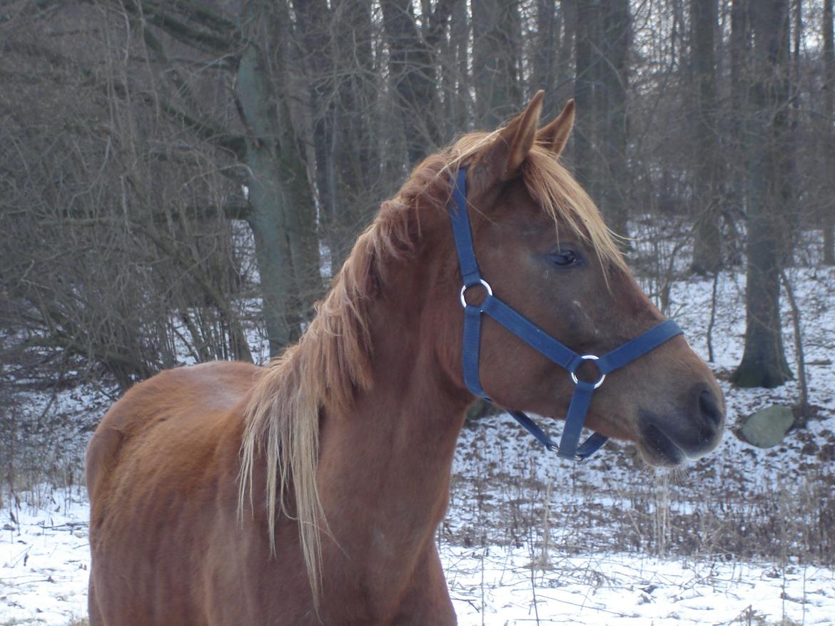 Arabisk fuldblod (OX) Topas billede 1