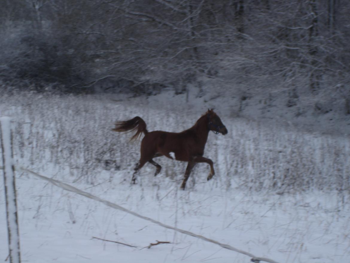 Arabisk fuldblod (OX) Topas billede 2