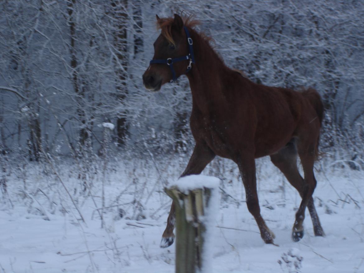 Arabisk fuldblod (OX) Topas billede 3