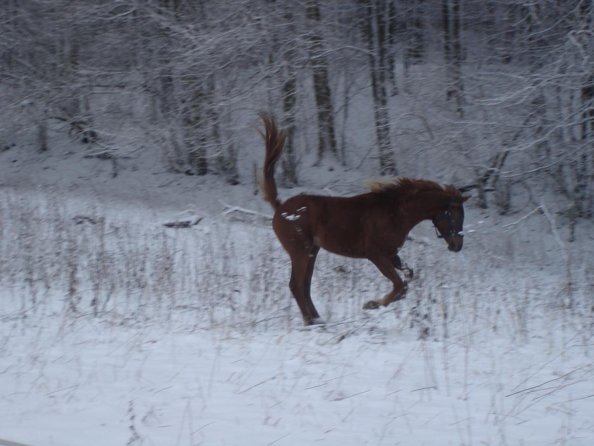 Arabisk fuldblod (OX) Topas billede 5