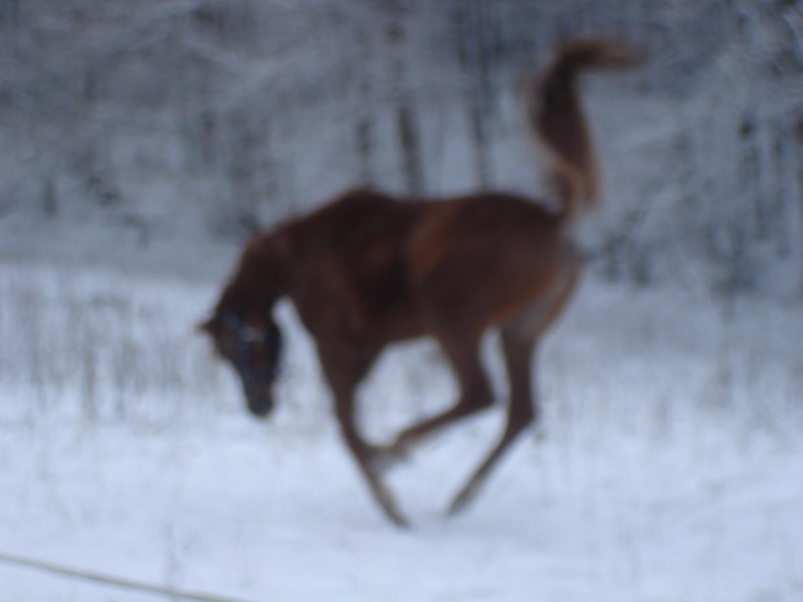 Arabisk fuldblod (OX) Topas billede 6