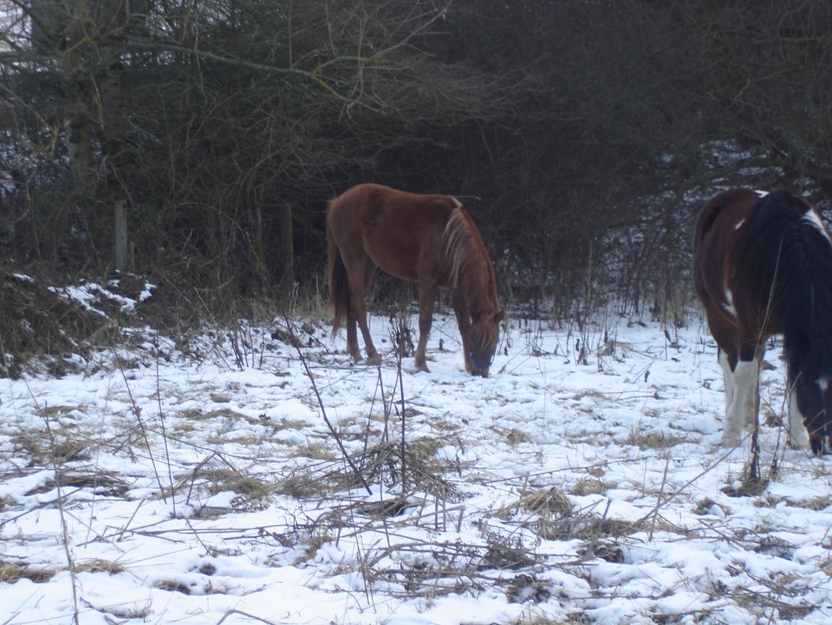 Arabisk fuldblod (OX) Topas billede 7