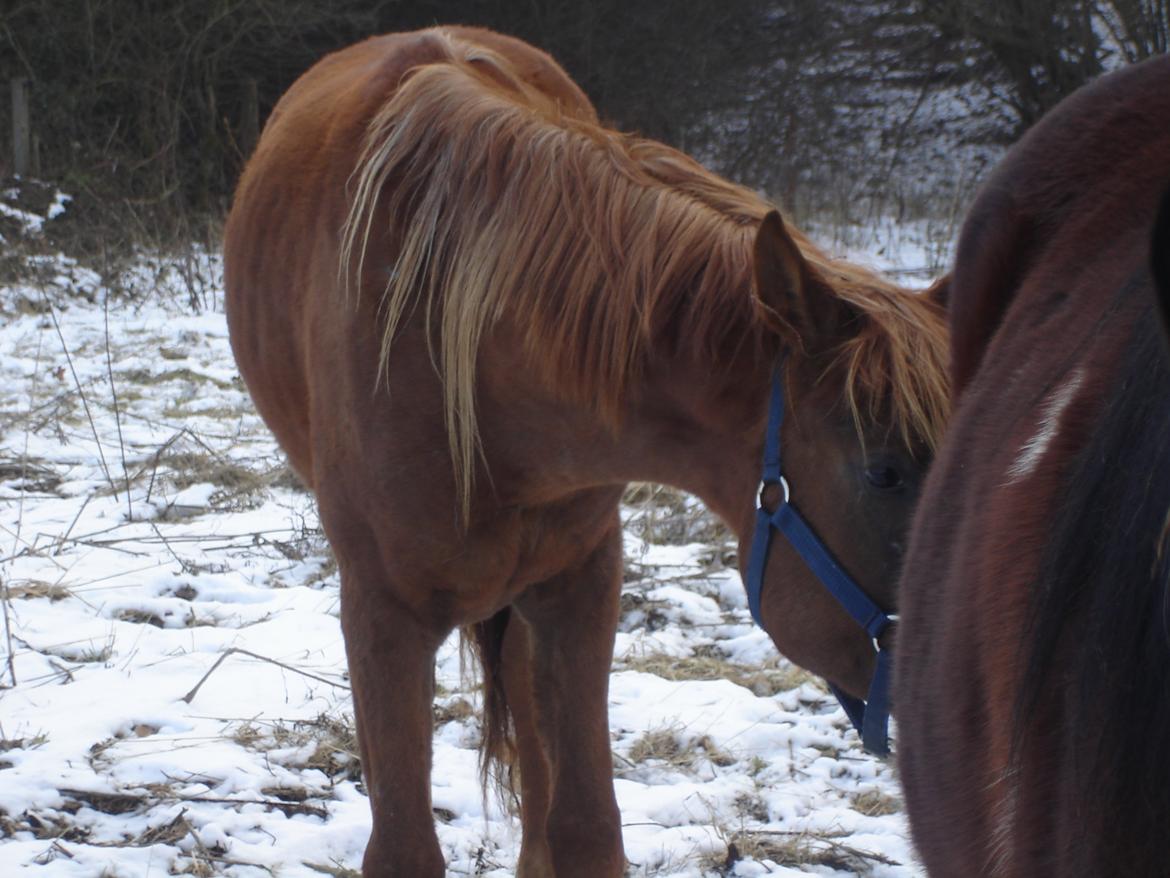 Arabisk fuldblod (OX) Topas billede 8