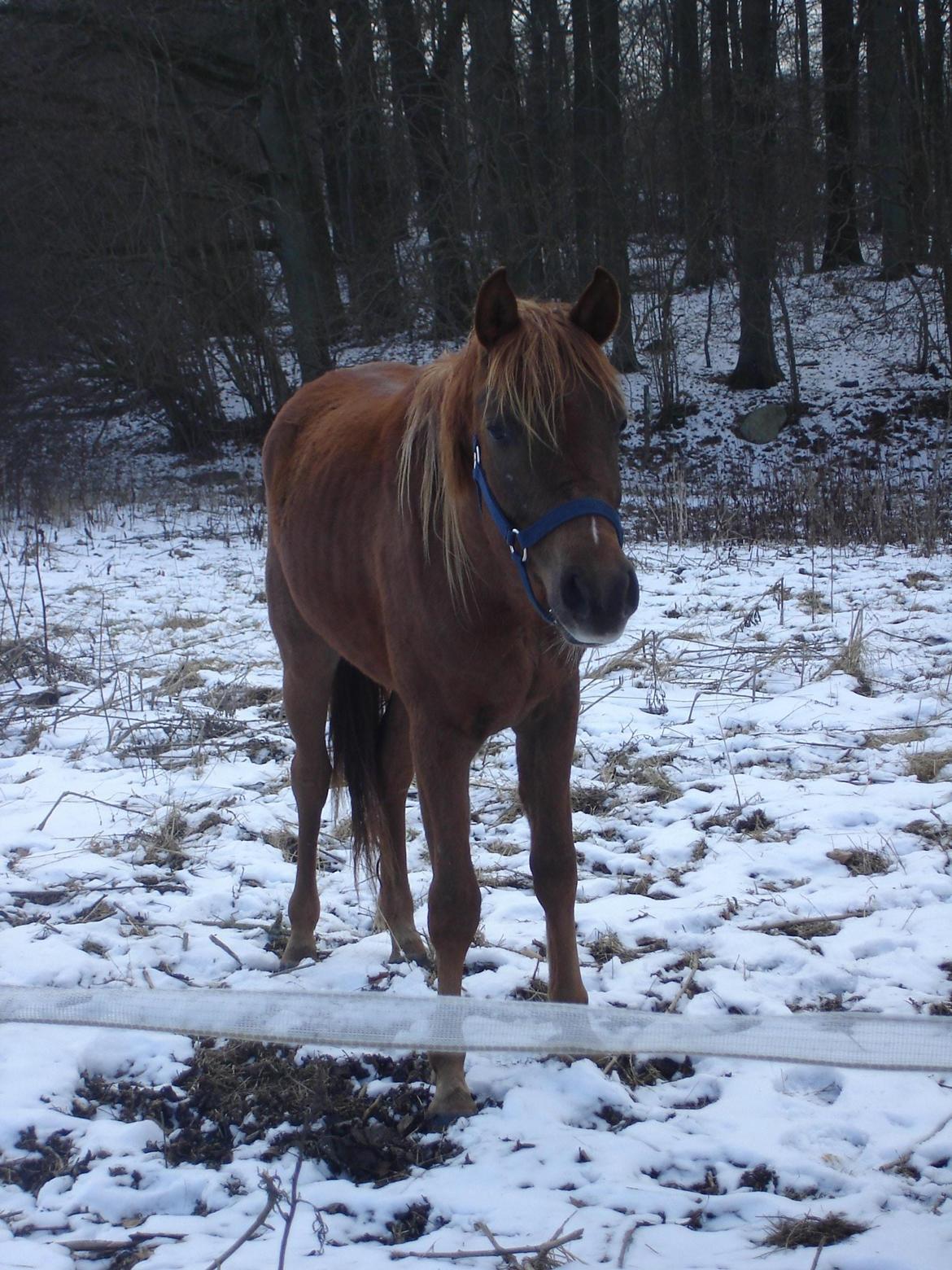 Arabisk fuldblod (OX) Topas billede 9