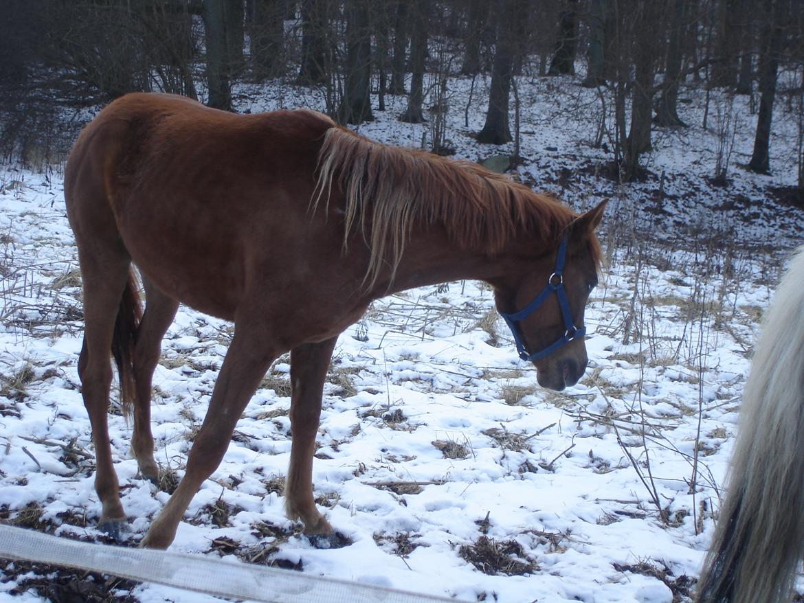 Arabisk fuldblod (OX) Topas billede 11