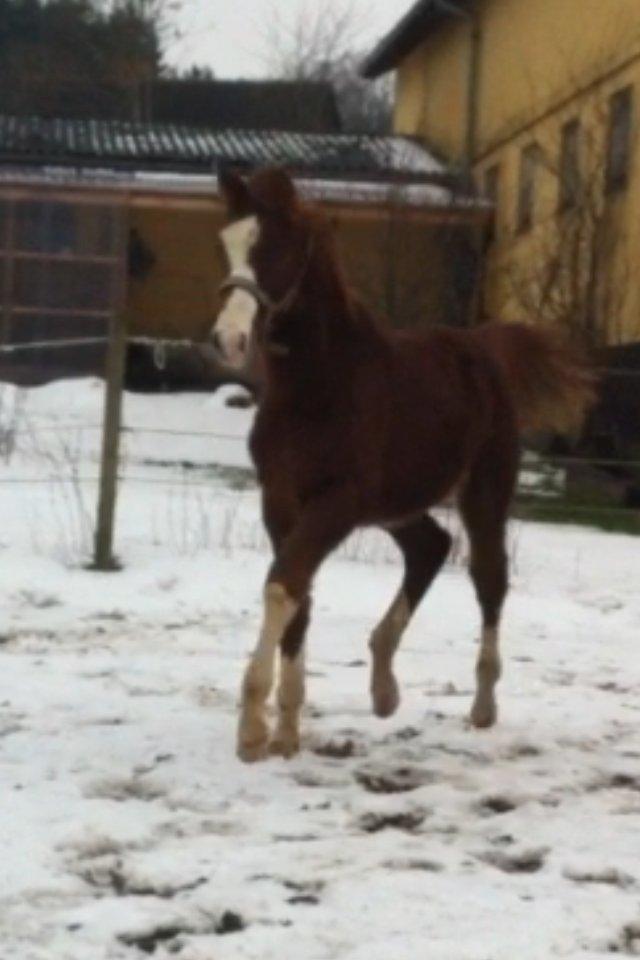 Dansk Varmblod olymbrio's empire state of mind billede 3