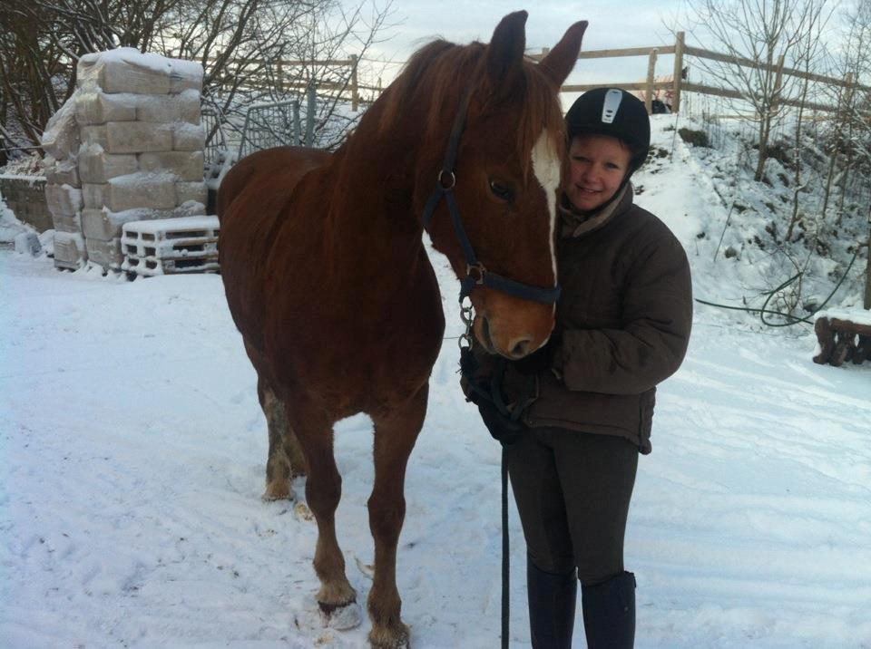 Frederiksborg Junior Søndergaard - Denne vinter, hvor Junior lige var blevet hentet fra folden.  billede 4