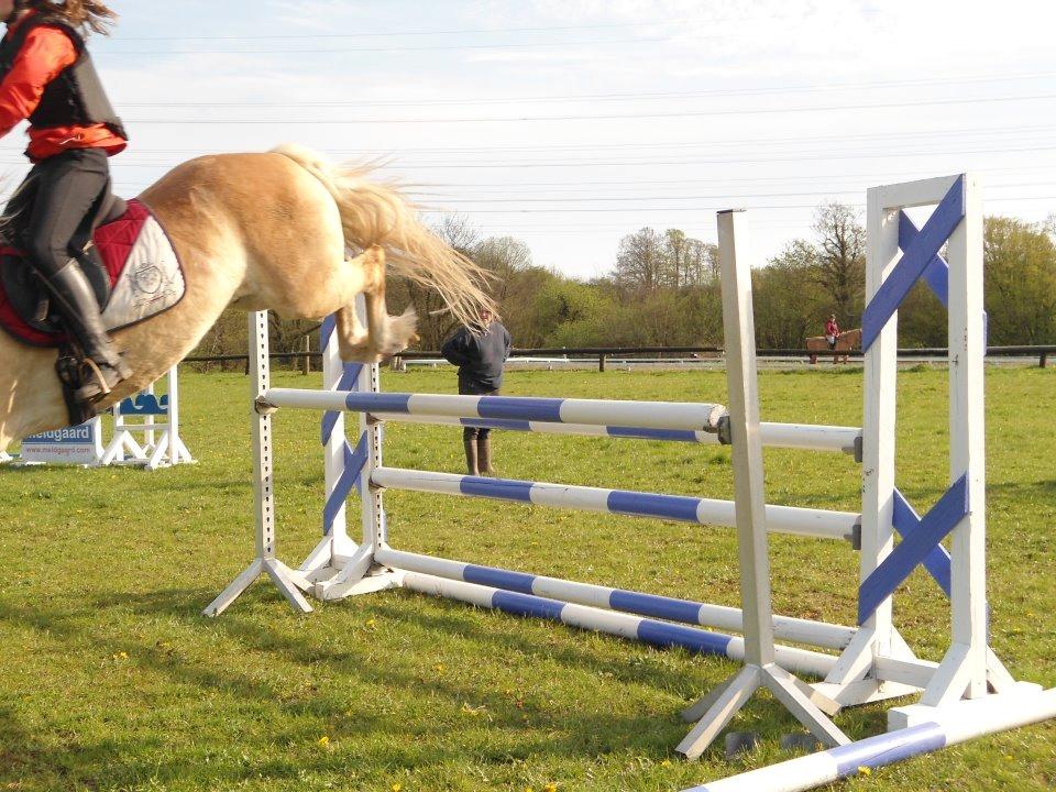 Haflinger Jupiter's bonanza <3 - 120 på Jubass... Han kan jo godt! ;)  billede 6