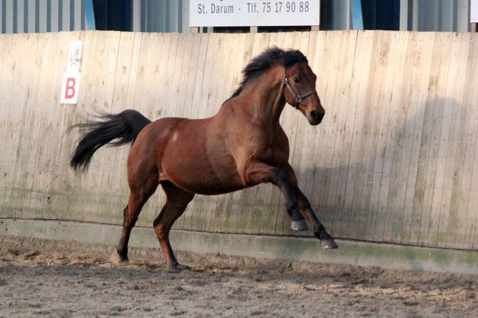 Holstener Flair - Fuld fart på.. billede 15