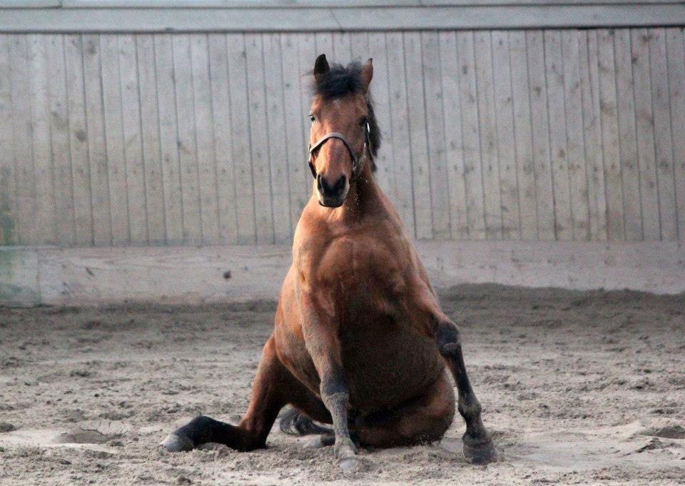 Holstener Flair billede 14