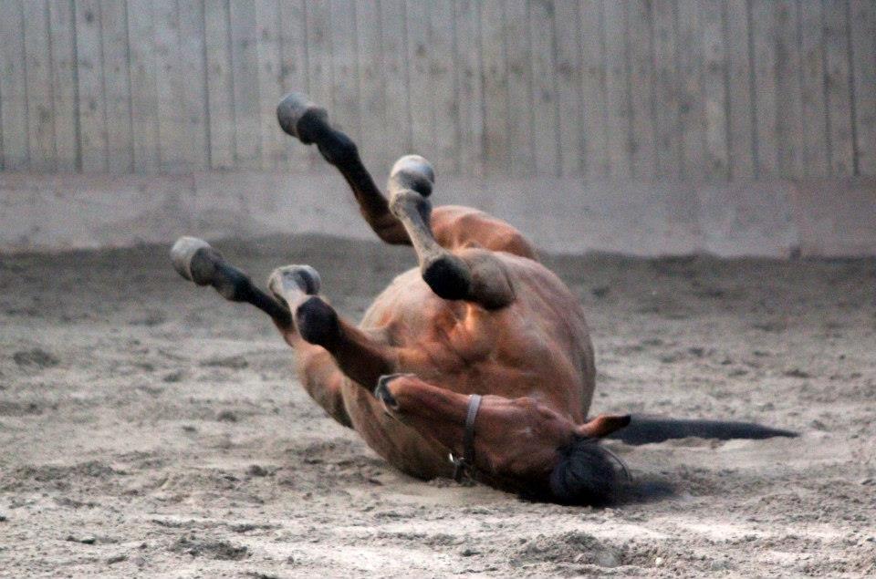 Holstener Flair - Rulle rulle billede 18