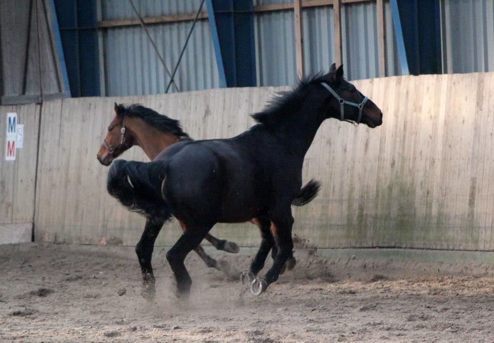 Holstener Flair - Leger vildhest sammen med Tubbe billede 11