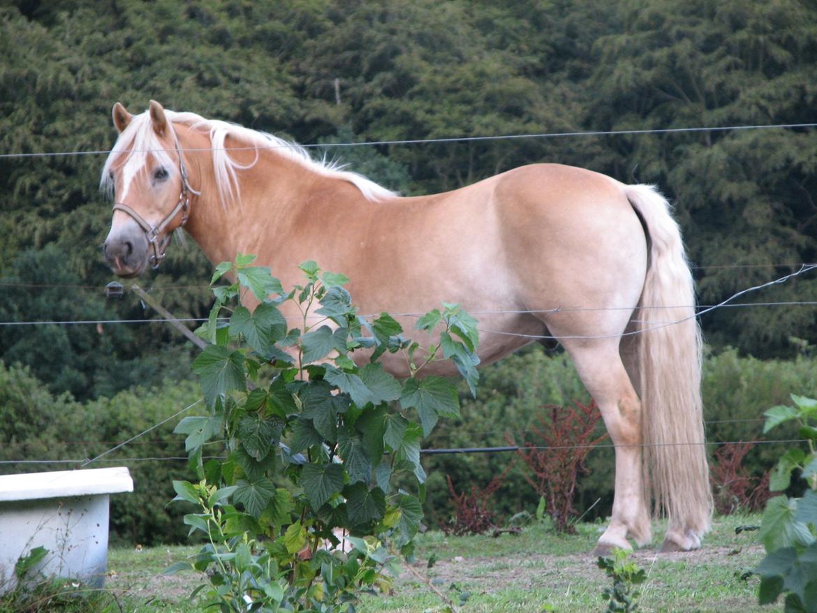 Haflinger Marko billede 6