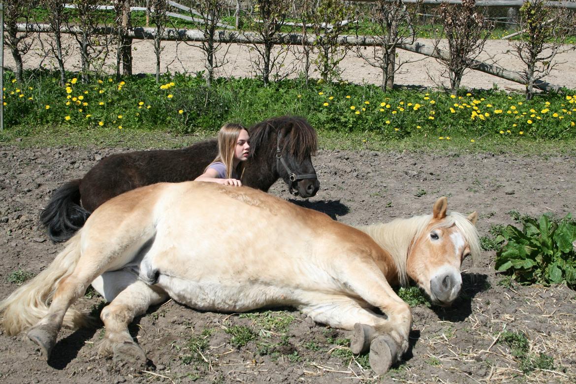 Haflinger Marko - sommerhygge med "ma homies" billede 7