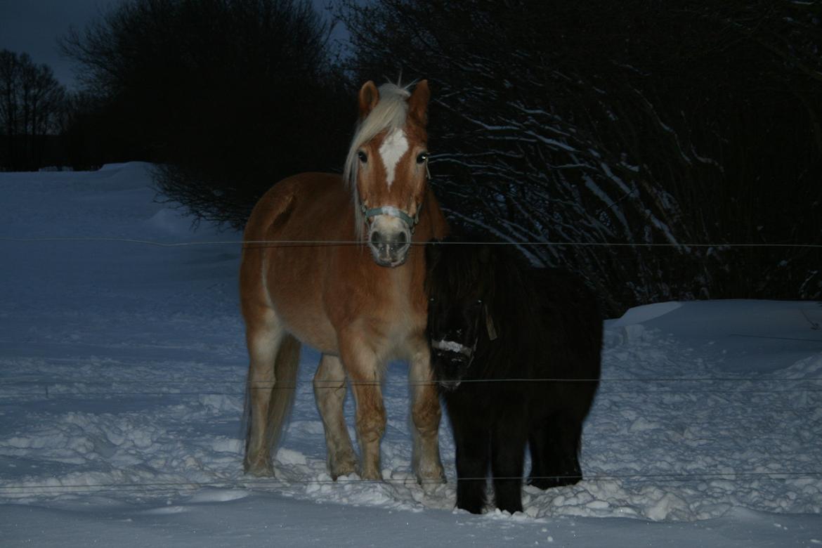 Haflinger Marko - mine to drenge d_: billede 8