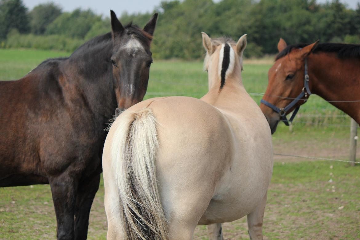 Fjordhest Eja - Eja og banditerne. billede 1