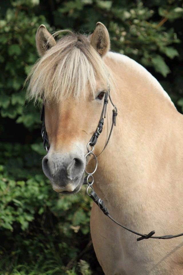 Fjordhest Eja billede 3