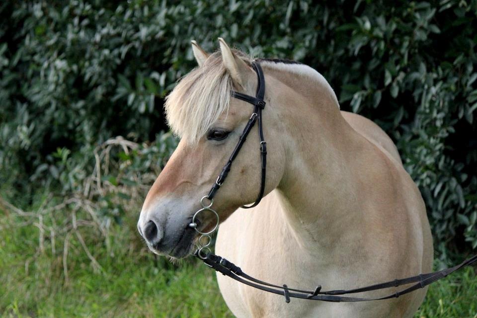 Fjordhest Eja billede 4