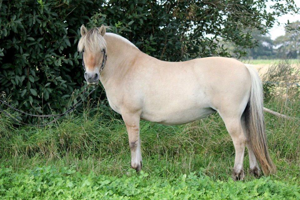 Fjordhest Eja billede 5