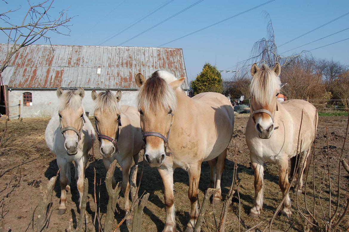 Fjordhest Eja billede 6