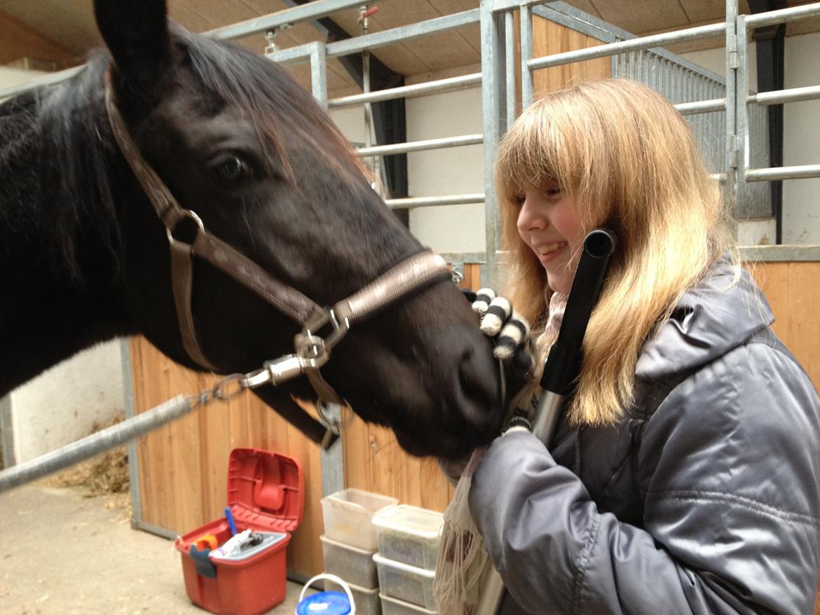 Dansk Varmblod Alphabeat - Fra i dag (15/2 -13) hvor Alba lige præcis er 1 år og 9 måneder. Min søster og Alba hygger på staldgangen.  billede 30