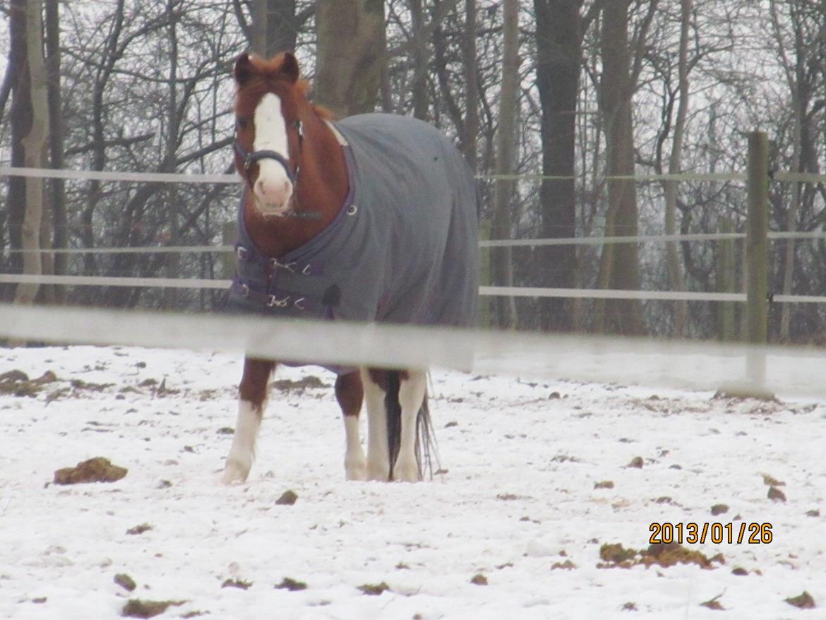 DSP Phønix "Lånepony" billede 14