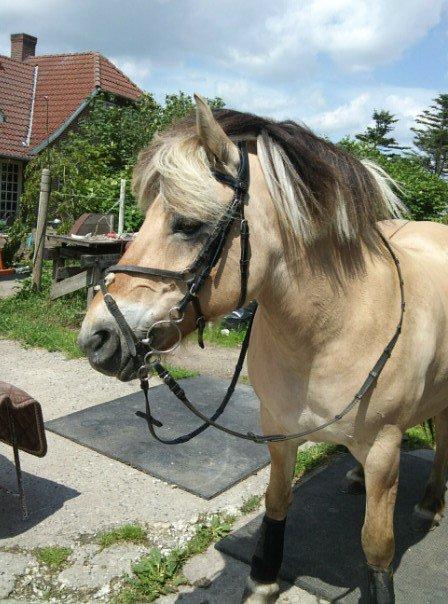 Fjordhest Eja billede 7