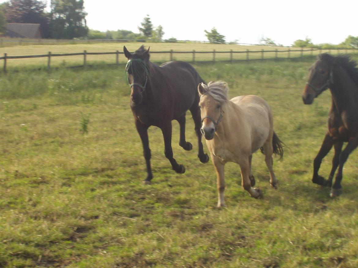 Fjordhest Eja billede 8